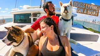 BOAT DOG | Sailing With Dogs & Living On A Sailboat With Dogs