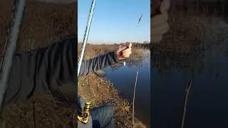 Рыбалка на Поплавок | Рыбалка Fishing PRO Темур | Тик Ток #Shorts