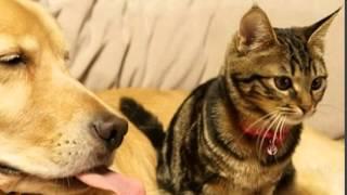 Ponzu and Ichimi Story: Golden Retriever Adopts A Orphaned Kitten Rejected By Its Mother
