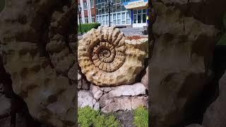 Nautilus Shells Mysteriously Appear in Town Square.  Obukhiv, Ukraine #shorts #ukrainetravel