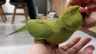 Ручной ожереловый попугай просит ласки / tame ringneck parrot asks for affection