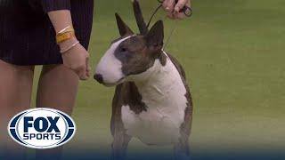 Frankie the Bull Terrier wins the Terrier Group at the Westminster Kennel Club