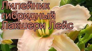 Лилейник гибридный Лакшери Лейс (hemerocallis)  обзор: как сажать, рассада лилейника Лакшери Лейс