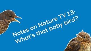 Notes on Nature TV 13: Beginner's guide to baby birds