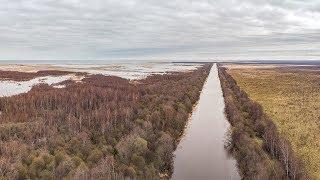 Плотвиное царство. Ладога, Лигово, май 2018 г.