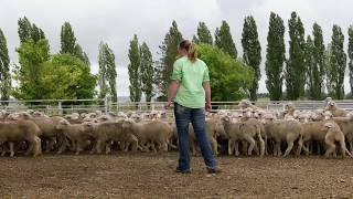 UNE Bachelor of Agricultural Production and Management
