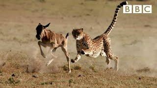 Cheetah chases wildebeest | The Hunt - BBC