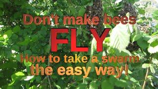 Don't make bees fly! How to take a swarm the easy way.