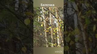 Осень/Сибирь/Серая белка/Прогулка с Мэри #natural#dog#