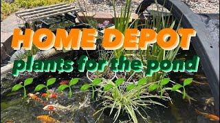 Home Depot Plants that thrive in the Pond 