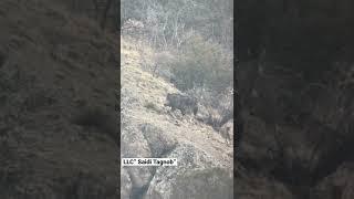 Big Bukharan Markhor in Tajikistan .  Best hunting area in the world 