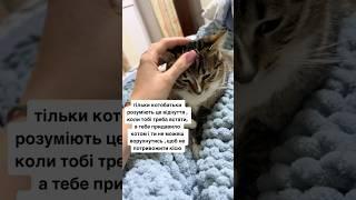 Коли ти дуже піклуєшся про кота️‍ Підпишись для підтримки ️ #кіт #cat