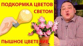 Подкормка цветов светом. Для роскошного цветения