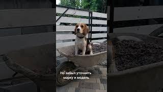 Попросил у вселенной тачку #смешно #смешныевидео #бигль #beagle beag