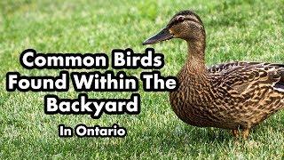 Wild Birds Found In My Backyard - Ontario Canada - Part 3 - Bird Sounds - Bird Video Compilation