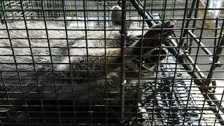 Raccoon removal Maryland / Delaware