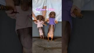 Two of a Kind! #minidachshund #dachshund #puppy #dachshundpuppy #dance #cutepuppy #weinerdog #dog