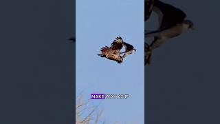 Owl gets revenge on falcon #wildlife #animals #fyp