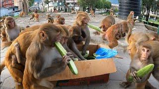 Two gang monkeys are fighting for cucumber || feeding green cucumber to the two gang monkeys