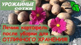 Обработка и лечение картофеля после уборки для длительного хранения.