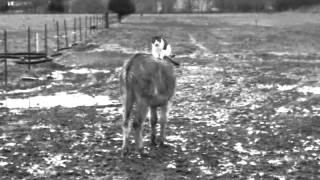 Cat..JT ...gives donkey Doc a massage!