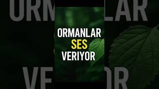 Yapay Zekâ Ormanları Dinliyor!