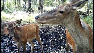 Олени и их любимое болотце. Часть 2