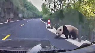 What is it like meeting a wild panda on the way to work?