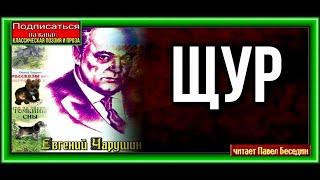 Щур—Евгений Чарушин —  читает Павел Беседин