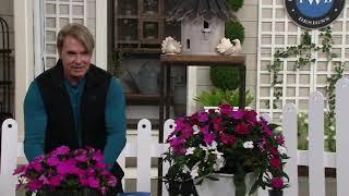 Phillip Watson Designs 6-Piece SunPatiens Best Friends Collection on QVC