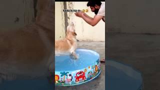I am not wearing clothes  @yuvimicky #labrador #dog #pets