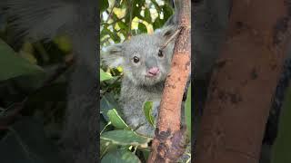 Baby Koala Exploring 