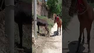 Big horse mating with small donkey very painfull | horse mating with donkey | videos #shorts