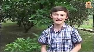 муд лерик аршба фейхоа