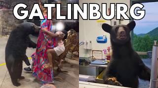 Gatlinburg Tennessee Bears Getting Too Close For Comfort!