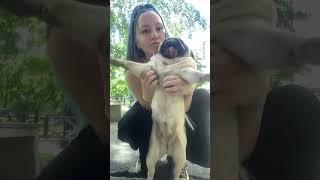 А я супер пес 3  #шифа #собака #pug #мопсы #мопс #собаки