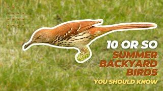 10 or so Summer Backyard Birds You Should Know