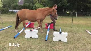 Horse Rehab case study with Jec Ballou