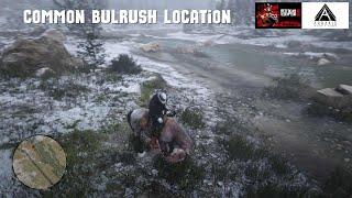 Red Dead Redemption 2: Common Bulrush Location #arrakisstudio #gaming #rdr2 #xbox #rdrgameplay