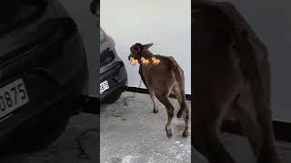 Cow #cowvideos #cowlover #cowfarm#haryanvi #haryanvisong #newsong