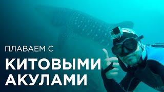 Китовая Акула. Whale Shark. Trip expert Михаил Карпович ( Mikhail Karpovich )