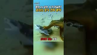 문어가 상어를 어떻게 잡을까? – 포식자 판단 전략 해설