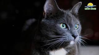 Paws and Whiskers: Unraveling the World of Cats | Learn Spare