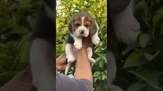 Beagle Puppy male #dog #pets #dogbreed #trending #viral #shorts #doglover