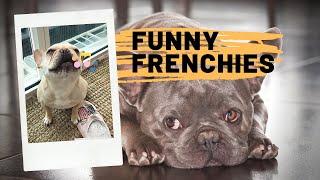 Funny French Bulldog Compilation 2022 | Cute Frenchies | Adorable Puppies and Dogs