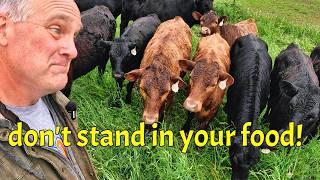 Cattle Contretemps in Condensing Cloudiness
