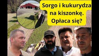 Sorgo i kukurydza na kiszonkę dla bydła. Jak wyglądały tegoroczne zbiory?