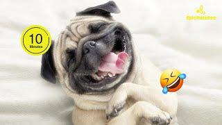 FUNNIEST PUG Videos Compilation of 2024‍