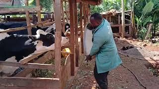 Dairy Farmers in Kenya Improving their Livelihoods with Farmer.Chat