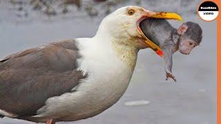 Seagull Gobbled This Monkey Whole